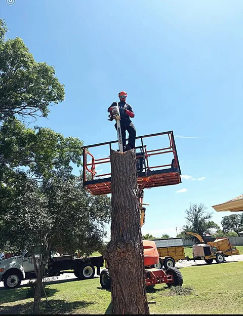 Large Pine Tree Removal Near Home — Tree Removal