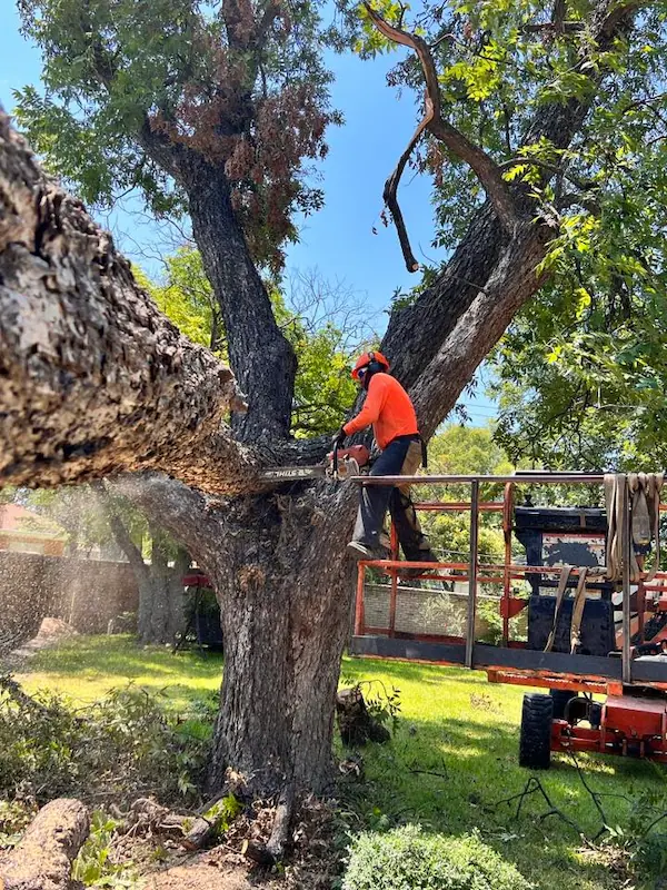 Tree Trimming & Removal